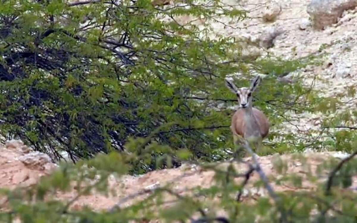 یکی از زیبایی‌های طبیعی جزیره خارک آهوان است که در آن زندگی می‌کنند.