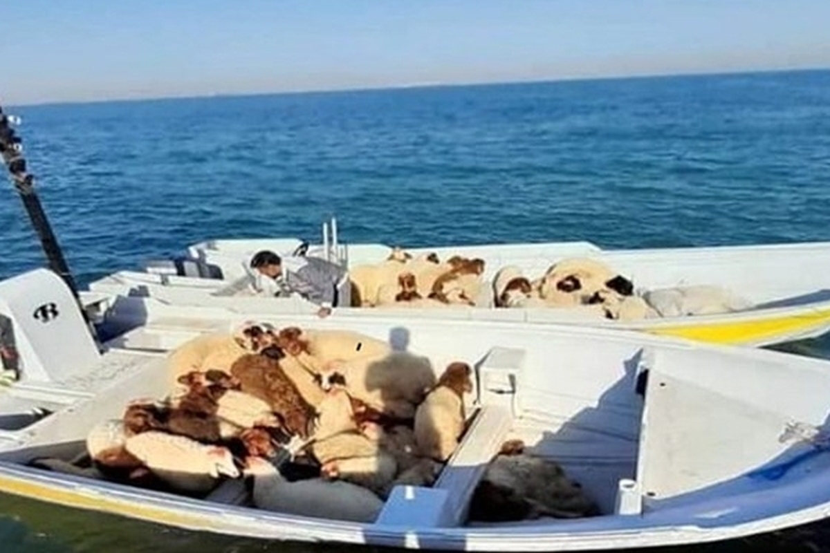 رئیس کل دادگستری هرمزگان از توقیف ۷ فروند قایق حامل ۳۰۰ رأس دام زنده قاچاق در آب‌های خلیج فارس خبر داد.