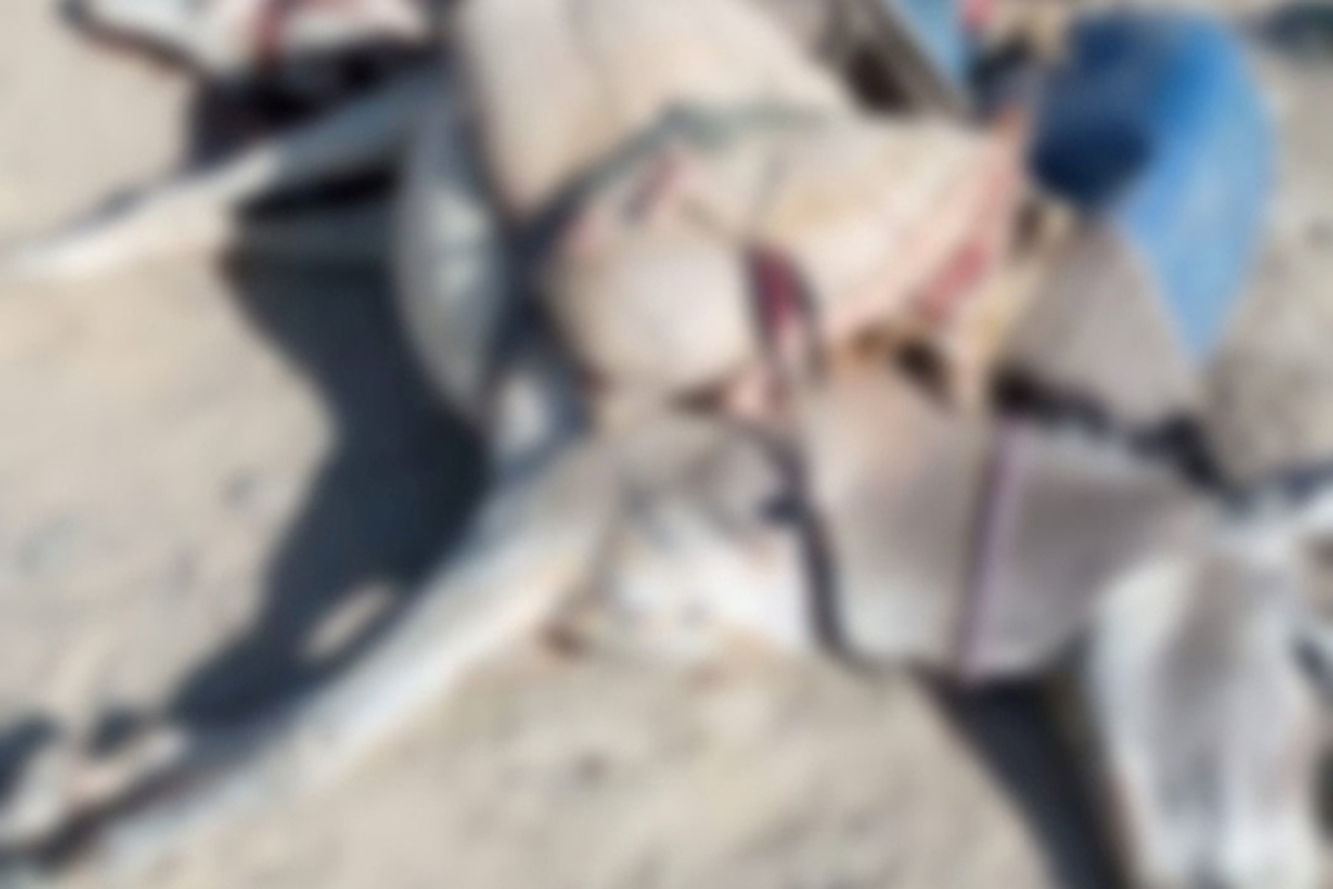دادستان مرکز استان سیستان و بلوچستان با بیان اینکه فیلم کشتار حیوانات باری در استان به سال ۹۴ مربوط است، گفت: با خاطیان برخورد قانونی شد.