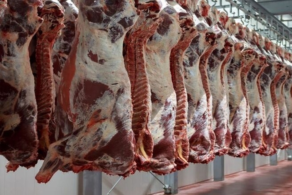 مدیرکل نظارت بر کالاهای اساسی وزارت کشاورزی از فروش گوشت گرم وارداتی در تهران از فردا یکشنبه خبر داد.
