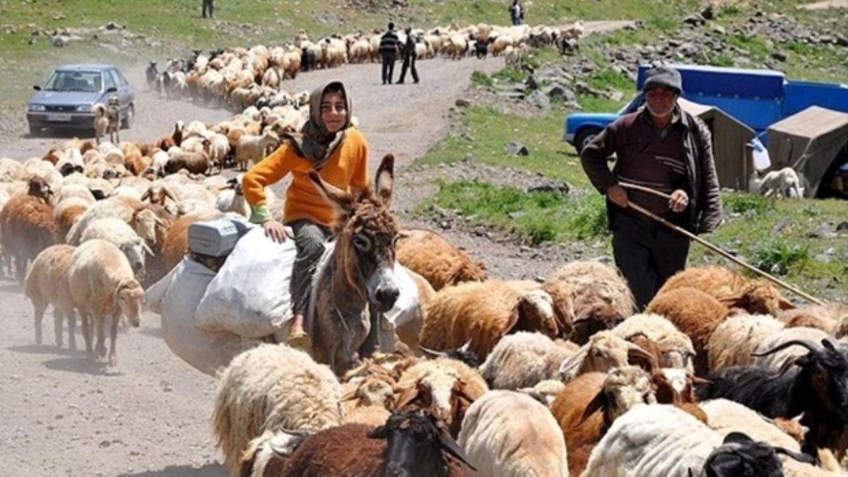 مدیر کل امور عشایر خراسان رضوی گفت: عشایر این استان تولید کننده ۱۵درصد گوشت قرمز استان هستند.