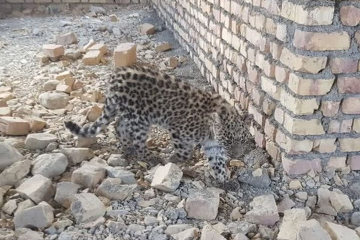 مدیر کل حفاظت محیط زیست خراسان شمالی گفت: یک توله پلنگ ۱۰ ماهه بیمار که در روستای «استاد» بجنورد زنده‌گیری شده بود جهت اقدامات درمانی به پارک پردیسان بجنورد منتقل شد.