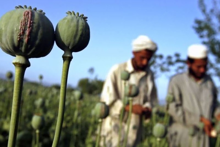 ممنوعیت کشت خشخاش در افغانستان،قیمت مواد را در ایران بالا می برد و معتادان به مواد ناخالص روی می آورند.