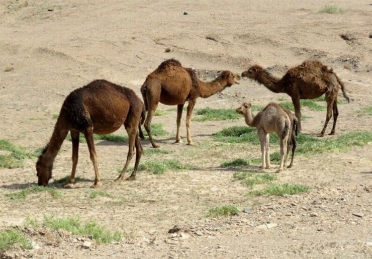 شتر موجودی کم‌مصرف و با بهره‌وری خوب است که در مناطق خشک و کم‌آب جایگزینی مناسب برای دیگر دام‌ها در زمینه تولید گوشت و شیر است.