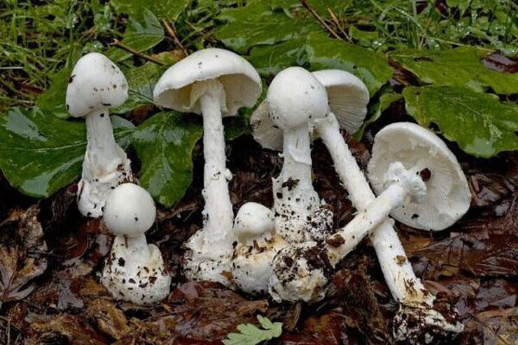 رئیس اورژانس پیش‌بیمارستانی و حوادث دانشگاه علوم پزشکی استان کرمانشاه از مسمومیت ۲۳ کرمانشاهی به دلیل مصرف قارچ‌های سمی خبر داد.