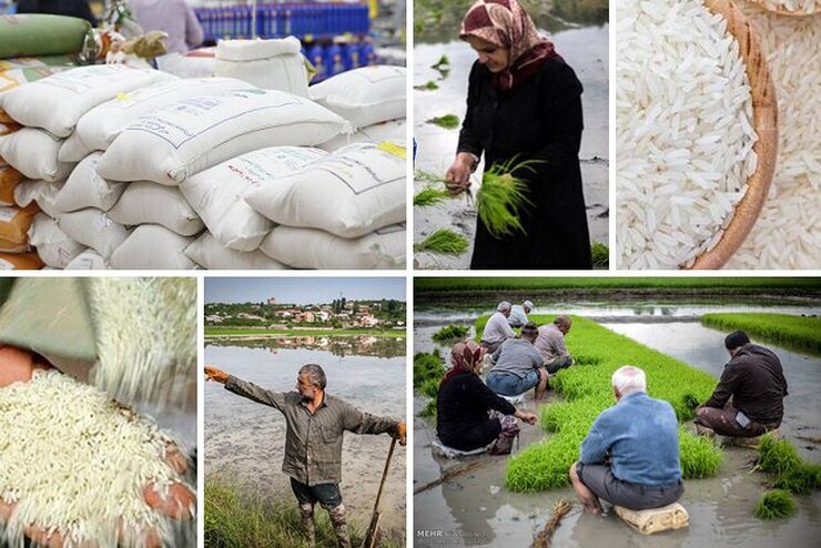 دبیر انجمن واردکنندگان برنج با اشاره به توافقات بخش خصوصی و دولت درباره تنظیم بازار برنج گفت: ممنوعیت فصلی واردات به احتمال قوی لغو می‌شود و دولت از تنظیم بازار این کالا کناره‌گیری کرد.
