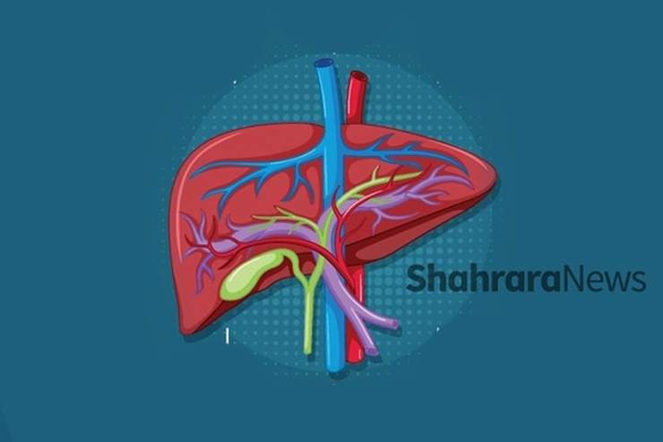 قسمت عمده سیستم تصفیه بدن به عهده کبد است. عملکرد این عضو به اندازه‌ای حیاتی است که کمترین آسیب به آن می‌تواند خطرات جدی و جبران‌ناپذیری به همراه داشته باشد؛ با این وجود بیشتر افراد روش‌های محافظت از کبد را نمی‌دانند.