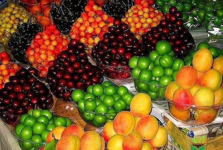 رئیس اتحادیه بارفروشان گفت: با توجه به تنوع میوه و فراوانی عرضه، پیش بینی می‌شود که قیمت‌ میوه‌های نوبرانه ۱۰ تا ۱۵ درصد کاهش یابد.