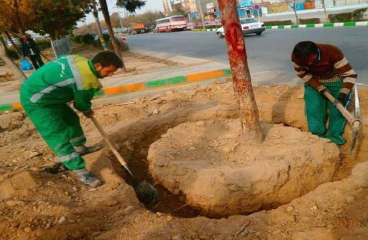 مشاور اجرایی معاونت خدمات و محیط زیست شهری از روتبال درختان در فضای سبز پادگان لشگر ۷۷ مطابق نقشه های ابلاغی شورای عالی معماری شهرسازی خبرداد و عملیات حفظ، بازپیرایی، تثبیت و به‌زراعی این فضا را تشریح کرد.