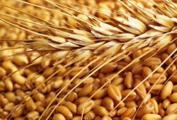 در راستای تحقق اهداف دولت در تامین کالاهای اساسی و فراوانی و ذخیره‌سازی آنها، مجوز واردات گندم توسط بخش غیردولتی صادر شد.