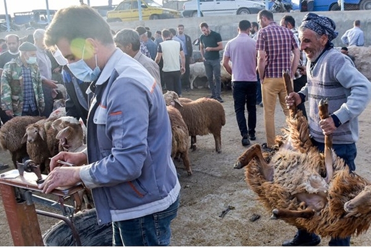 رییس دانشگاه علوم پزشکی شهید بهشتی با اشاره به مشاهده مواردی از بیماری تب کریمه کنگو در غرب کشور، بر ضرورت رعایت جدی موارد بهداشتی در فرایند قربانی کردن دام‌ها در آستانه عید قربان تاکید کرد.