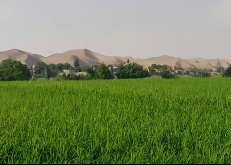اگر دلتان هوای شمال و شالیزار کرده است اما جیب و سهمیه بنزین‌تان با شما همراه نیست، راه‌های کم‌خرج دیگری هم برای رسیدن به عطر برنج و سبزی شالیزار وجود دارد.