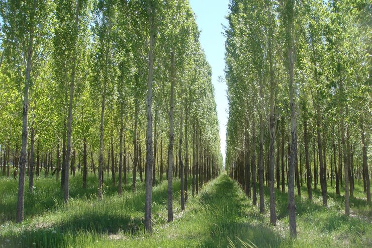یک شرکت دانش بنیان در گلستان توانسته گونه‌ای از درخت صنوبر را تولید کند که با اقلیم بیابانی سازگار است و راهی برای مقابله با ریز گرد‌ها شده است.