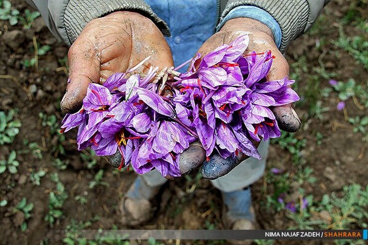 با وجود سهم ۹۲درصدی ایران در بازار زعفران دنیا، این محصول در کشور ما از صنایع تبدیلی و کاربرد آن در حوزه‌های مختلف محروم است.