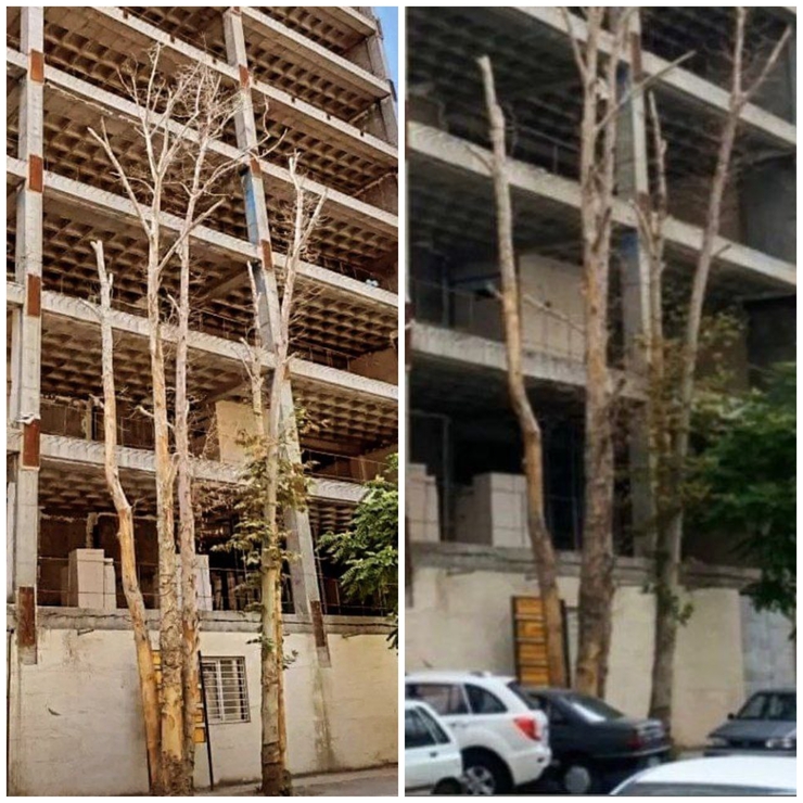 معاون خدمات شهری شهرداری مشهد از پیگیری موضوع خشک شدن درختان چنار خیابان کوهسنگی مشهد خبر داد.