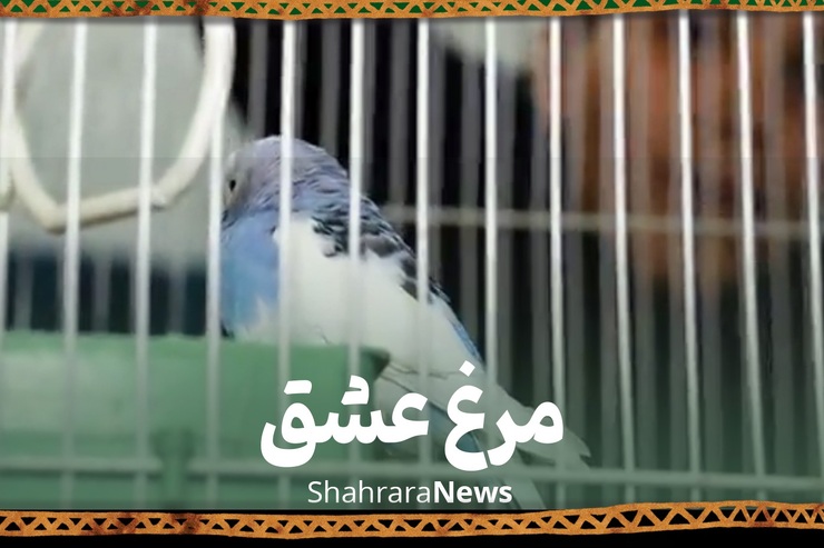 ماهی‌های قرمز دم عید، بلال‌های داغ شب‌های تابستان و مرغ عشق‌های مست‌خوان زمستان، همه و همه سمبل شادی‌های کودکانه‌ای هستند که ما با آنها روزگار گذرانده‌ایم. اما همه این‌ها برای محمدجواد حکایتی دیگر دارد.
