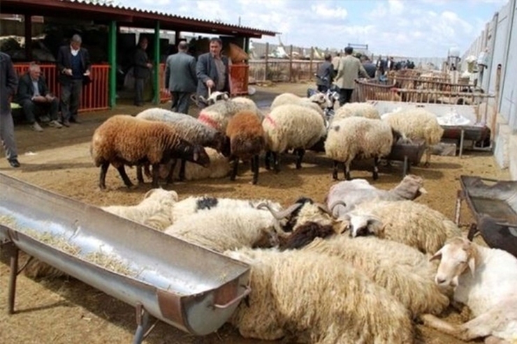 رئیس شورای تامین کنندگان دام گفت: با توجه به فراوانی عرضه، قیمت دام در ایام تاسوعا و عاشورا تغییری ندارد.