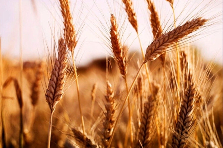 قیمت گندم و ذرت با رسیدن نخستین محموله غلات اوکراین به بازار جهانی کاهش یافت.