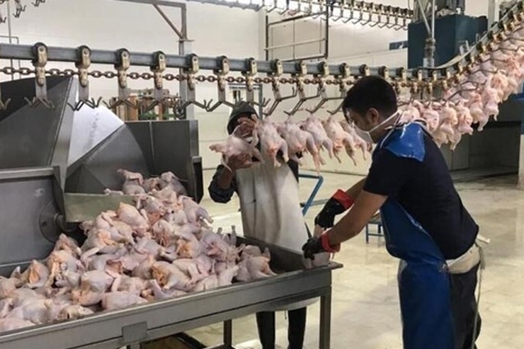مدیرعامل اتحادیه مرغداران گوشتی خاطر نشان کرد: متناسب با کاهش مصرف مرغ، تولید نیز روند کاهشی به خود گرفته و زیر نرخ مصوب در بازار عرضه می‌شود.