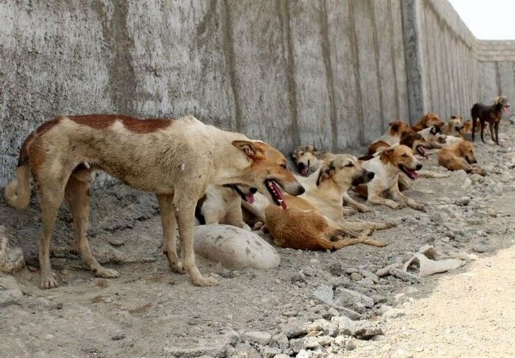 هاری از جمله بیماری‌های مشترک بین انسان و حیوان است که در صورت ابتلا عارضه آن مرگ است و تنها کار مؤثری که برای هاری می‌توانیم انجام بدهیم اقدامات پیشگیرانه و واکسیناسیون حیوانات است.
