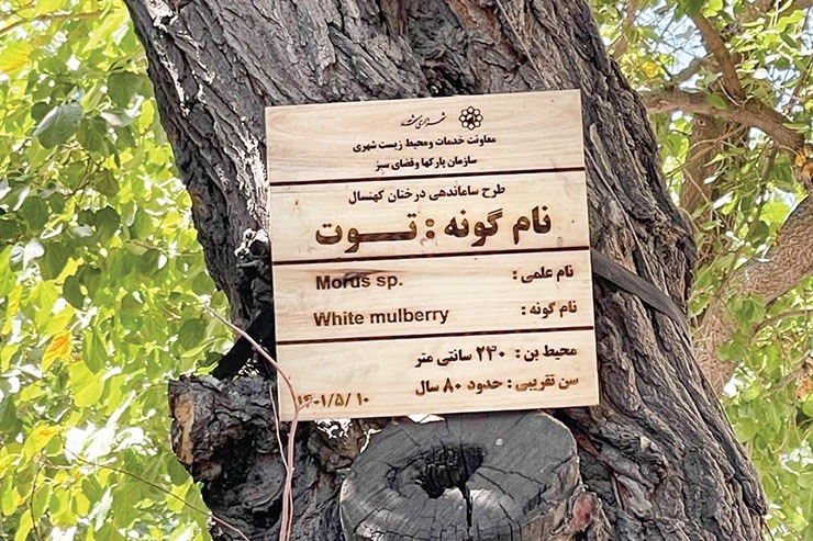 رئیس اداره جنگل‌داری شهری از سامان‌دهی و شناسایی ۵۰۰ اصله درخت کهن‌سال در مشهد خبر داد.