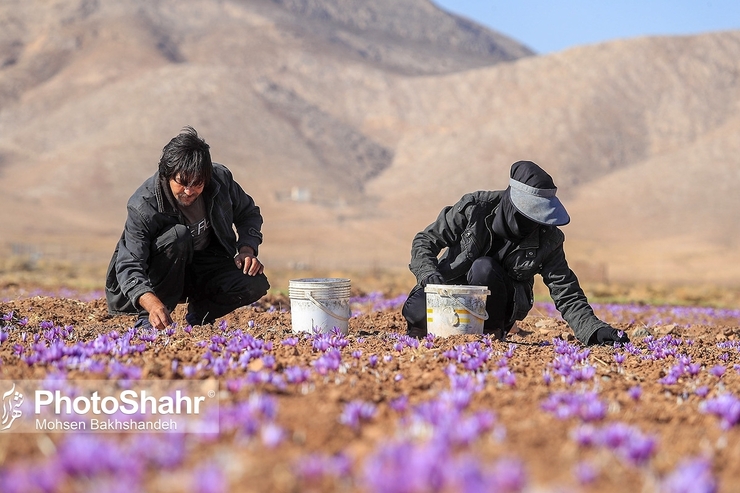 آغاز برداشت طلای سرخ در مشهد