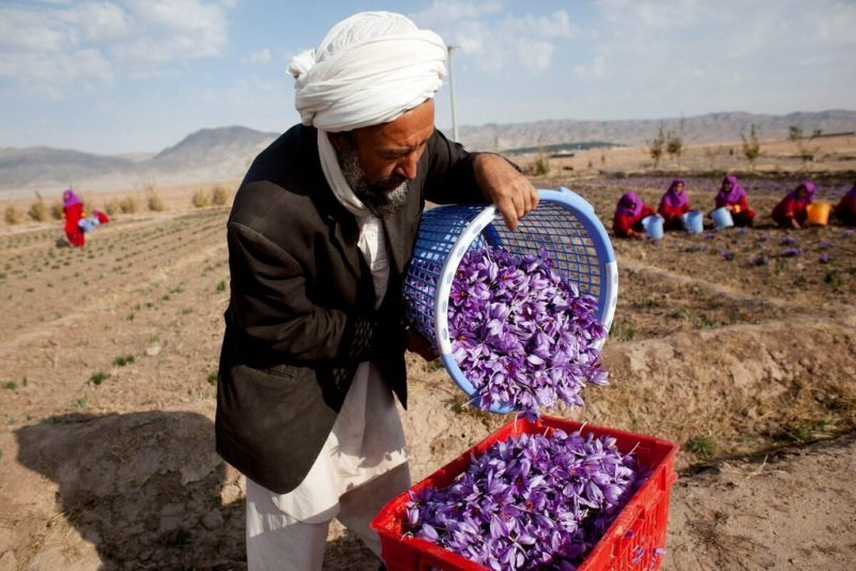 اتحادیه زعفران افغانستان اعلام کرد که تولید طلای سرخ در سال جاری به 30 تُن افزایش خواهد یافت.