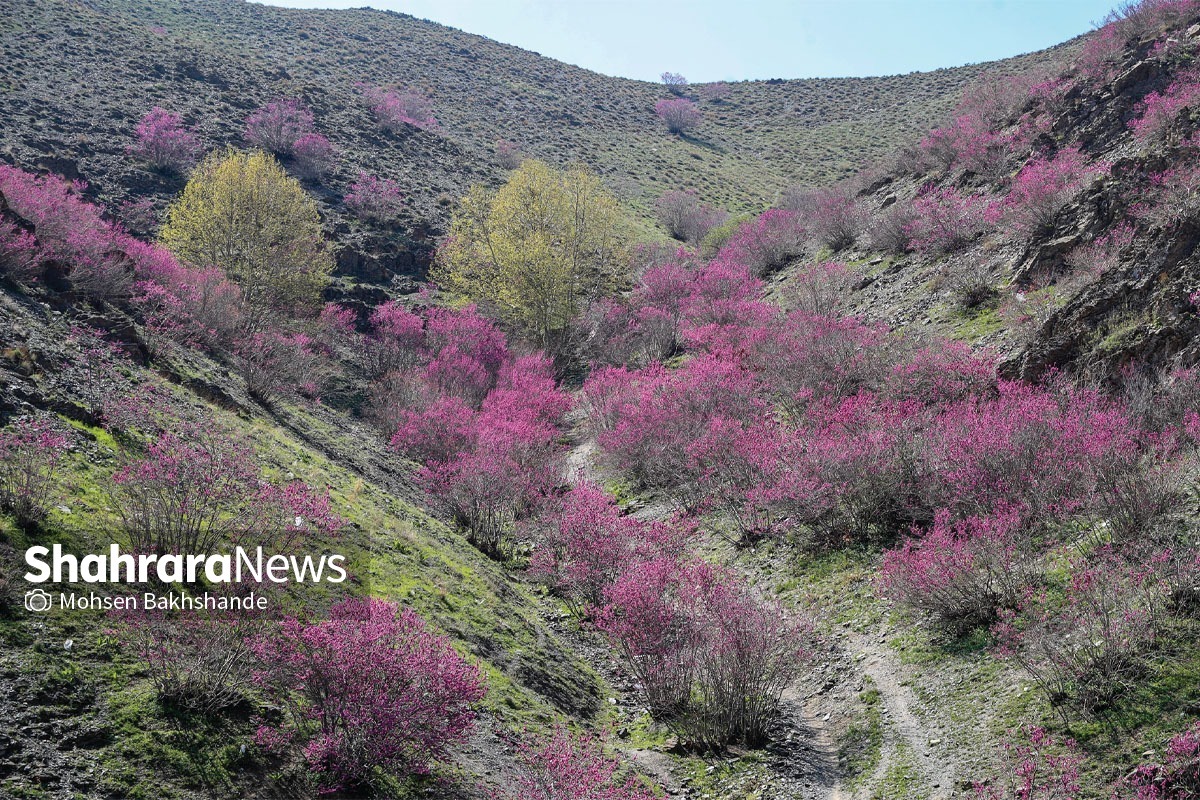 بهار طبیعت، چهره «دره ارغوان» در حوالی مشهد را هر سال دگرگون می‌کند.