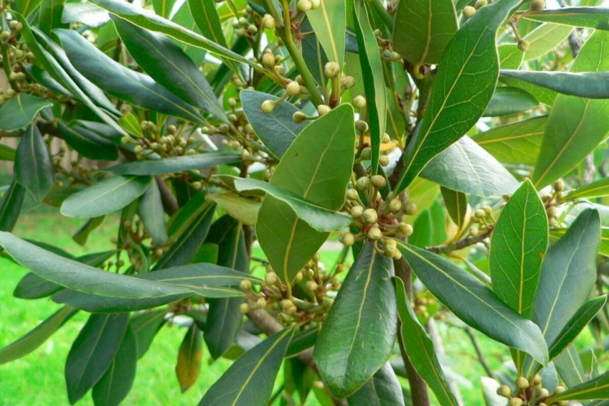 برگ‌بو، یکی از گیاهان معطری است که به‌دلیل طعم خوشایندی که ایجاد می‌کند در انواع غذاها و دمنوش‌ها کاربرد دارد.