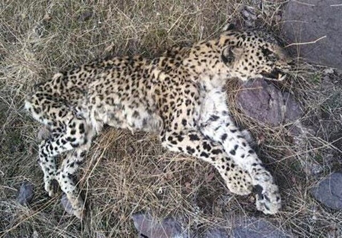 مدیرکل محیط زیست کهگیلویه و بویراحمد از مرگ پلنگ جوان در منطقه حفاظت شده دنا خبر داد. طی یک ماه گذشته این دومین قلاده پلنگ ایرانی است که بر اثر حادثه جان خود را از دست می‌دهد.
