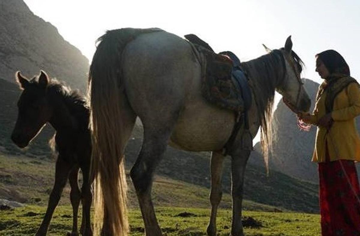 مستند «رویای یک اسب» به کارگردانی مرجان خسروی بالدی در هفتادویکمین جشنواره ترنتو شرکت می‌کند.