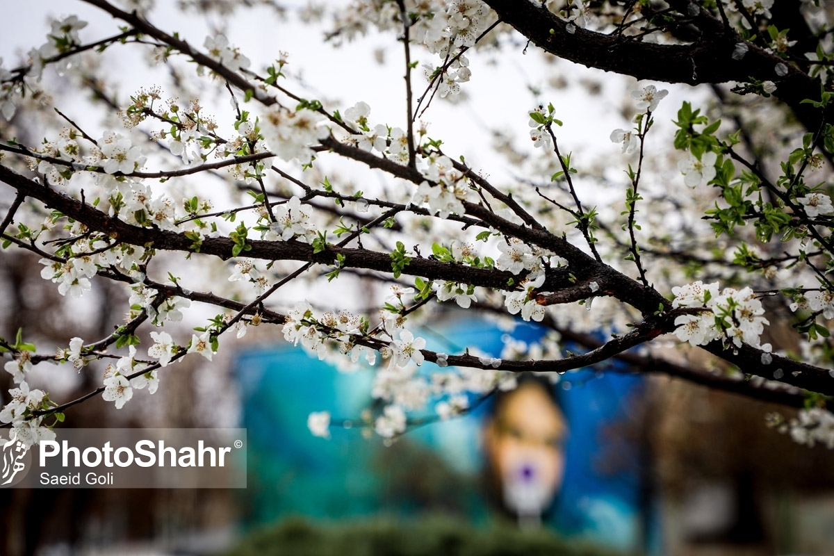کارشناس مرکز پیش بینی هواشناسی خراسان رضوی گفت: میانگین دمای هوا در مناطق مختلف این استان برای امروز، شنبه تا حدود هفت درجه کاهش یافته است که این شرایط تا روز‌های میانی هفته جاری باقی می‌ماند.