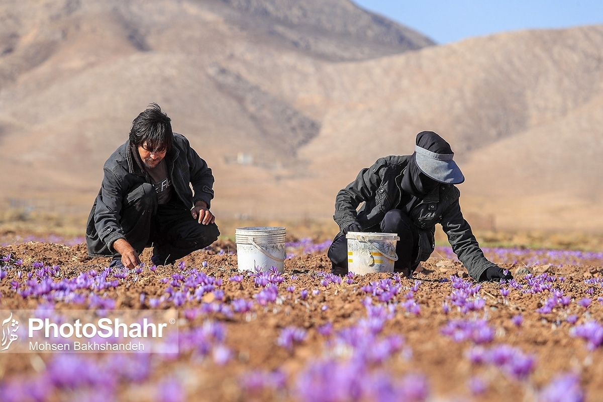 مطالبات باقی مانده زعفرانکاران خراسان رضوی چه زمانی پرداخت می‌شود؟