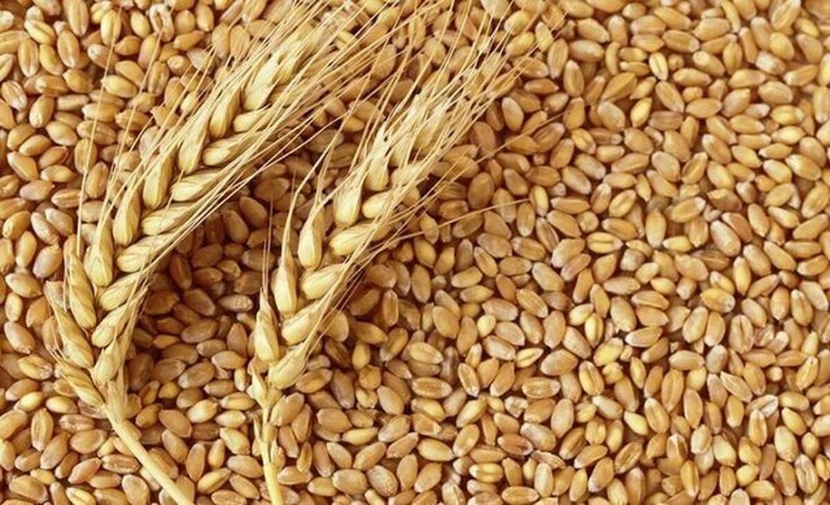 به گفته مراجع تقلید فطریه معادل سه کیلو گندم است، اما قیمت سه کیلو گندم چقدر است و مبلغ فطریه چه میزان است؟