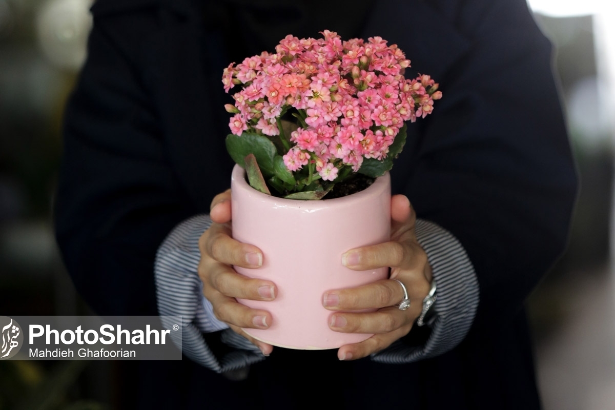 مدیر بازرسی و اتاق اصناف خراسان رضوی از آغاز طرح نظارتی بر بازار گل در آستانه روز مادر از امروز دوشنبه ۱۱ دی ماه خبر داد.