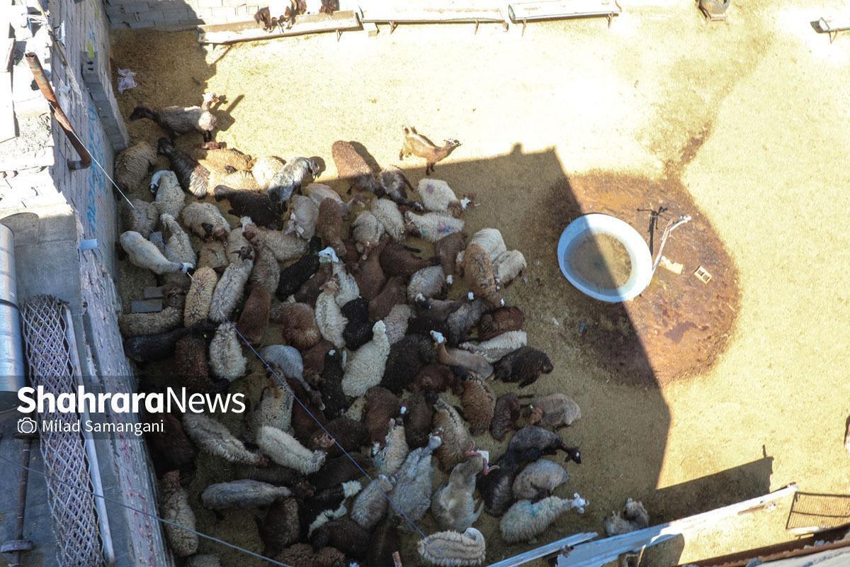 مدیرکل هماهنگی و نظارت بر خدمات شهری شهرداری مشهد گفت: از ابتدای سال جاری ۱۸۴ دامداری غیرمجاز در محدوده شهر مشهد شناسایی شده که اکثرا در حاشیه شهر و بلوار توس ۳۳ فعالیت دارند.