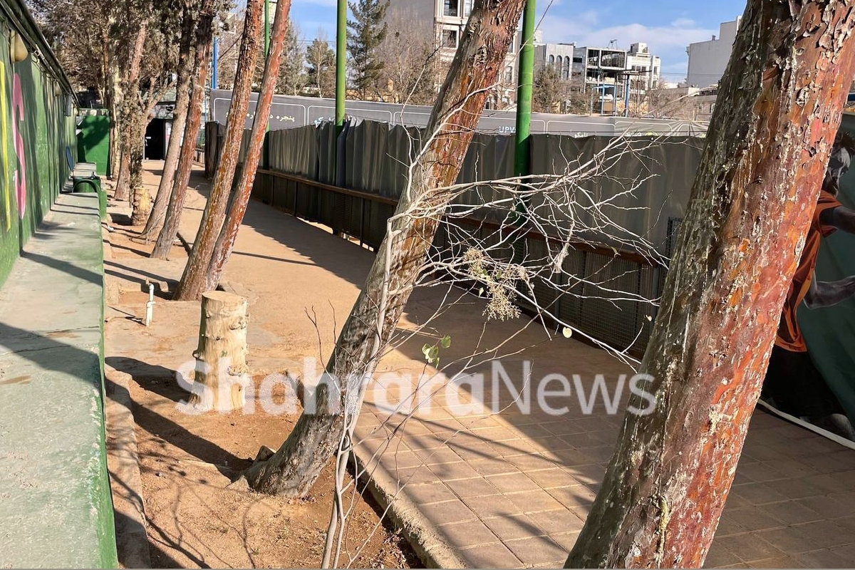 مدیرکل ورزش و جوانان خراسان رضوی گفت: مدیر مجموعه ورزشی سجاد مشهد به دلیل قطع درختان از سمتش برکنار شده است.