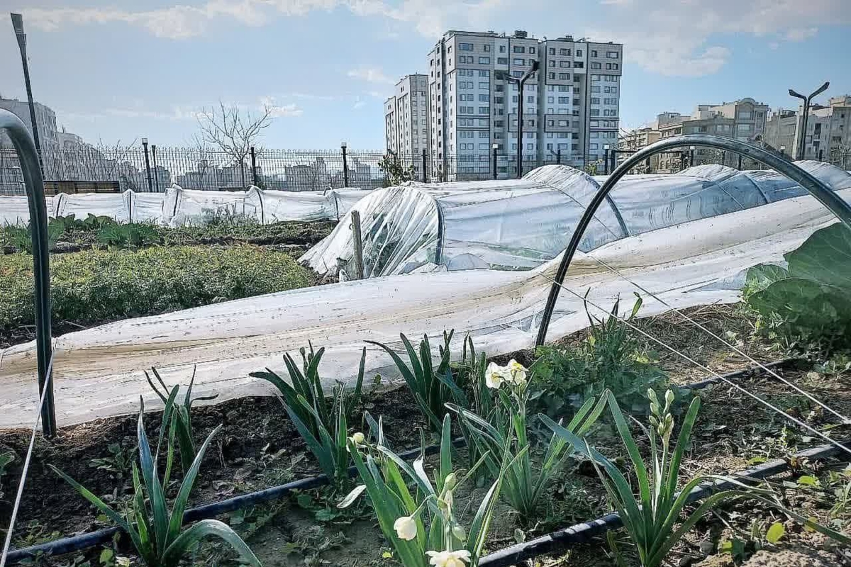 محمدرضا قلندرشریف گفت: بوستان شهری برکت با ۲۳.۵ هکتار مساحت پنجشنبه افتتاح می‌شود.
