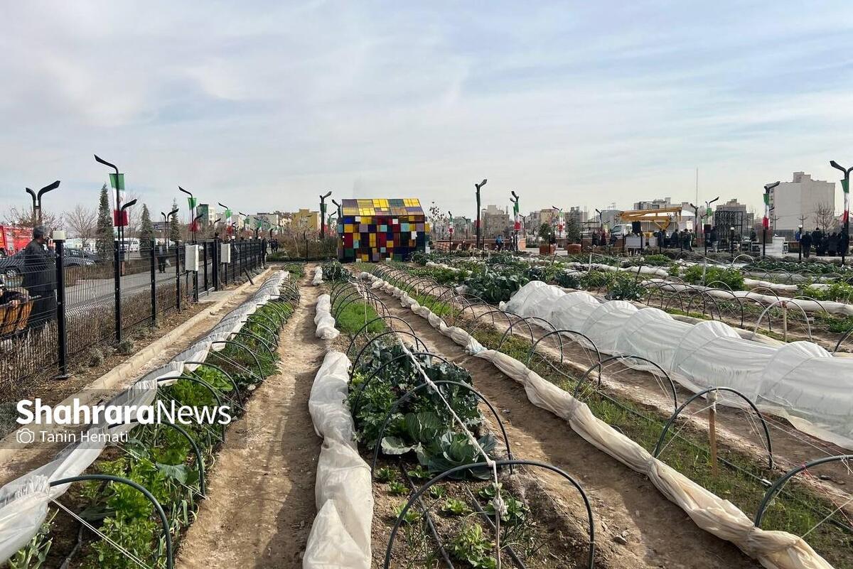 معاون محیط زیست و خدمات شهری شهرداری مشهد از افتتاح نخستین بوستان کشاورزی شهری ایران در مشهد خبر داد.