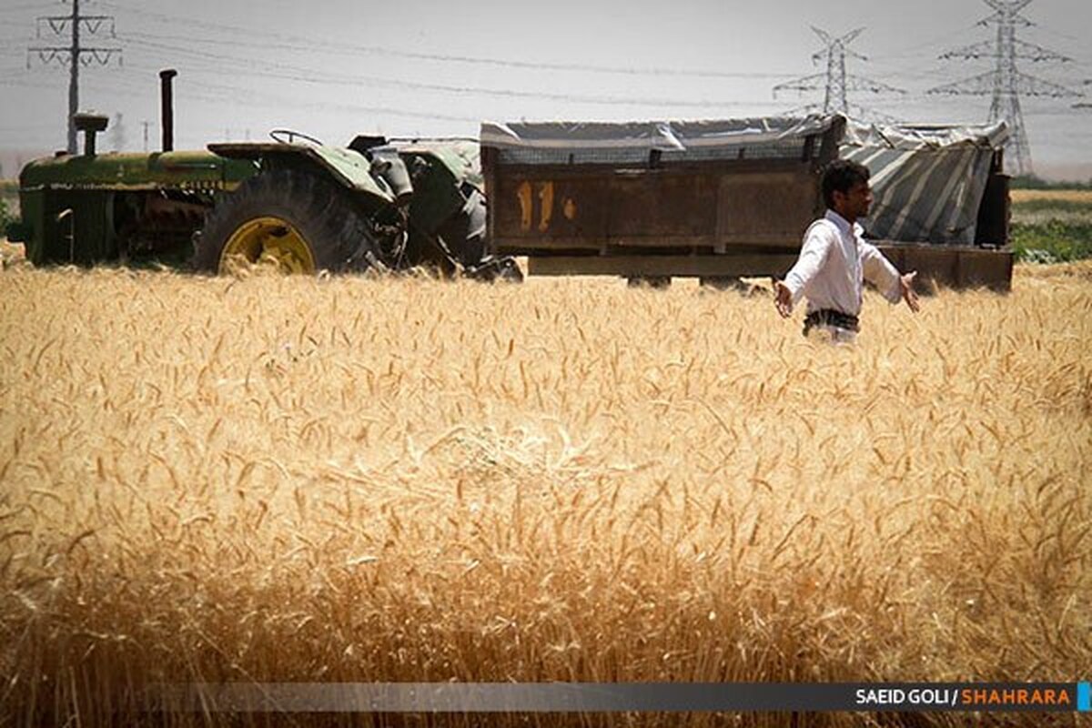 مدیر گروه خدمات بیمه محصولات بانک کشاورزی خراسان رضوی گفت:صدور بیمه نامه کشاورزی و استقبال کشاورزان و دامداران استان سال زراعی جاری در مقایسه با پارسال حدود ۷ درصد افزایش دارد.