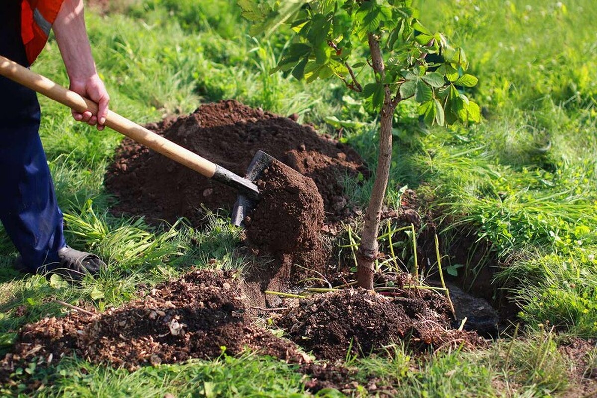 رئیس مرکز خادمیاری و کانون‌های خدمت رضوی بنیاد کرامت رضوی گفت: خادمیاران رضوی به مناسبت روز درختکاری در کاشت هزاران نهال در نقاط مختلف کشور مشارکت دارند.