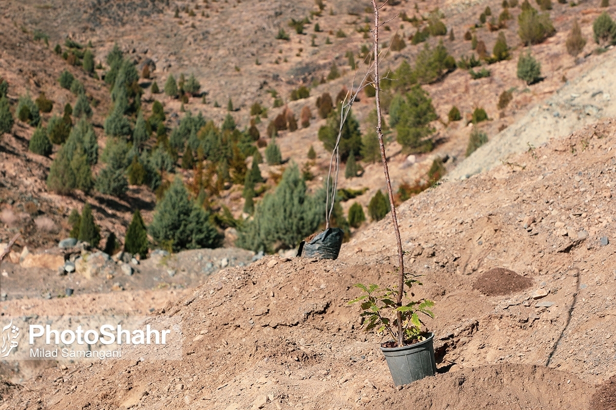 کره خاکی ما در ابتدا حدود ۶ تریلیون درخت داشته که انسان‌ها نیمی از آن را قطع کردن و حالا تنها حدود ۳ تریلیون درخت باقی مانده است.