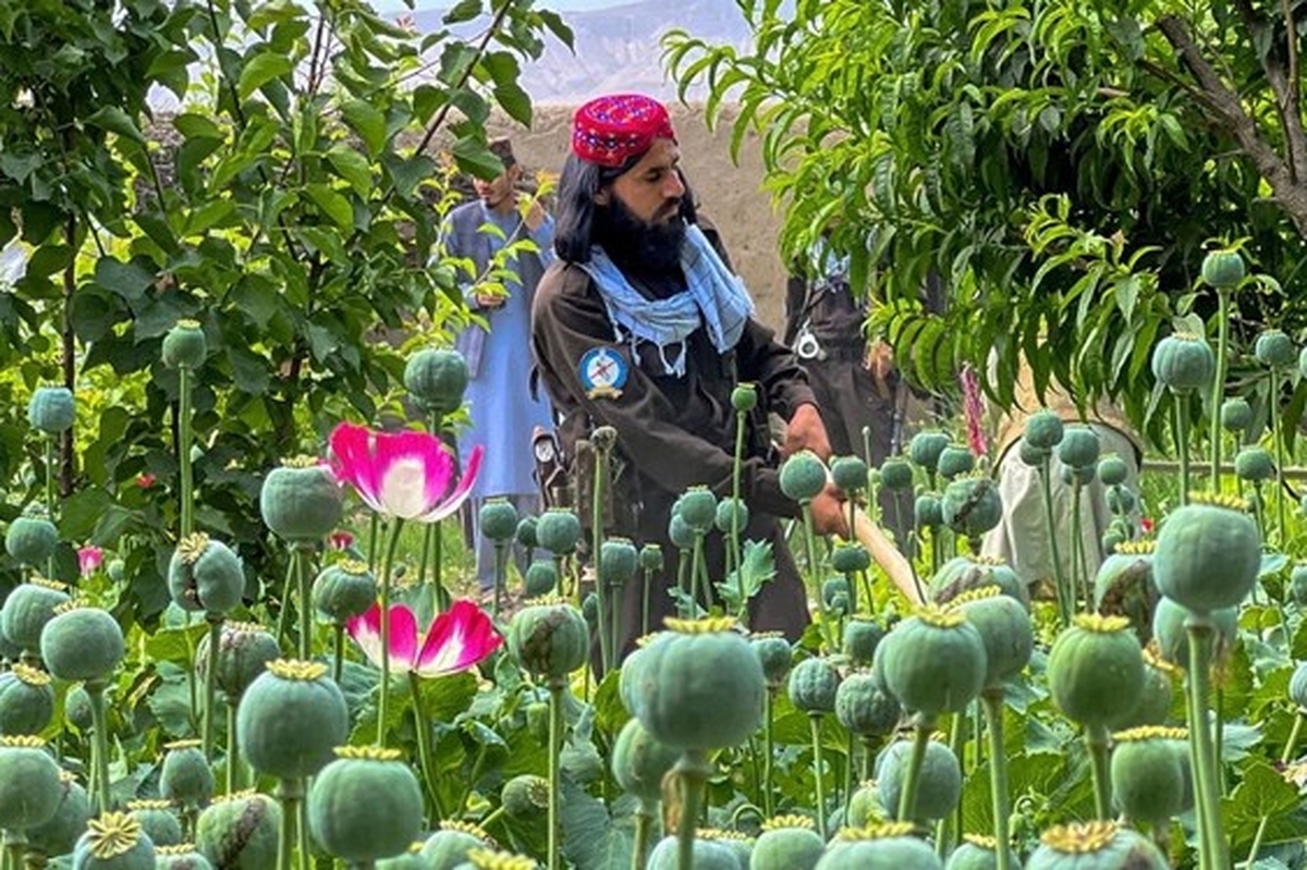 اداره مبارزه با مواد مخدر فرانسه با ابراز نگرانی از کاهش کشت خشخاش در افغانستان، آن را تهدیدی برای فرانسه دانست.
