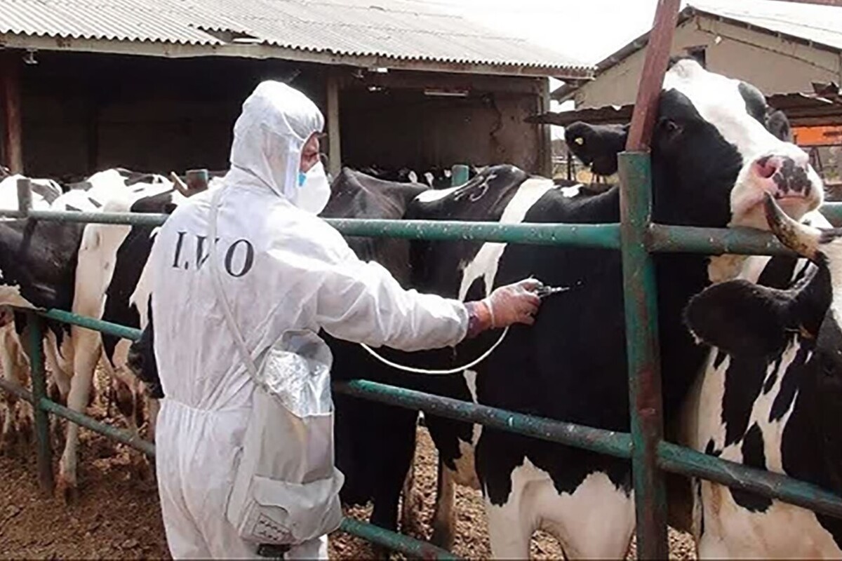 طی ماه‌های اخیر دام زنده پاکستانی بدون رعایت ضوابط قرنطینه و بهداشتی، با فشار برخی دلالان بر وزارت جهاد کشاورزی و دامپزشکی وارد استان تهران شده است.