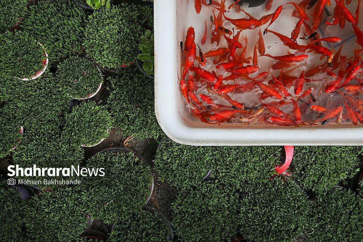 خرید ماهی حوض طلایی یا اصطلاحاً ماهی قرمز (Carassius auratus gibelio) به معنای خرید یک حیوان خانگی و پذیرش مسئولیت نگهداری از آن تا آخر عمرش است نه یک فعالیت تفننی که بتوان آن را صرفاً برای چند روز ابتدایی عید نوروز انجام داد.