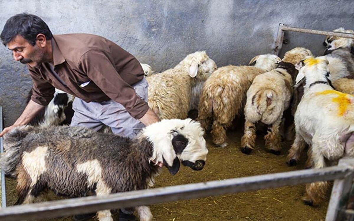 مدیرعامل اتحادیه دام سبک گفت: بنابر اعلام مرکز آمار جمعیت دام دی ماه نسبت به آذر ۴ درصد کاهش یافته است.