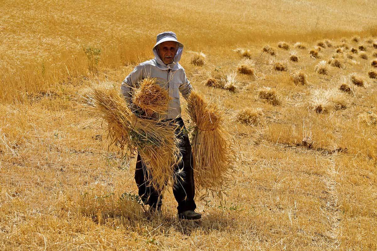 زمان برداشت گندم در برخی نقاط گرمسیر کشور فرا رسیده است، اما هنوز نرخ خرید تضمینی گندم از سوی دولت اعلام نشده است. یکسری گمانه زنی‌ها مبنی بر اینکه نرخ خرید تضمینی به ازای هر کیلوگرم ۱۵ هزار تومان است، مطرح شده و کشاورزان این نرخ را عادلانه نمی‌دانند. دلالان خارجی به قیمت ۲۵ تا ۳۰ هزار تومان و حتی دامداران نیز بیش از ۲۰ هزار تومان گندم می‌خرند. در این گزارش سعی کرده‌ایم دیدگاه کشاورزان و مسئولان استانی را درباره نرخ عادلانه خرید گندم بررسی کنیم.