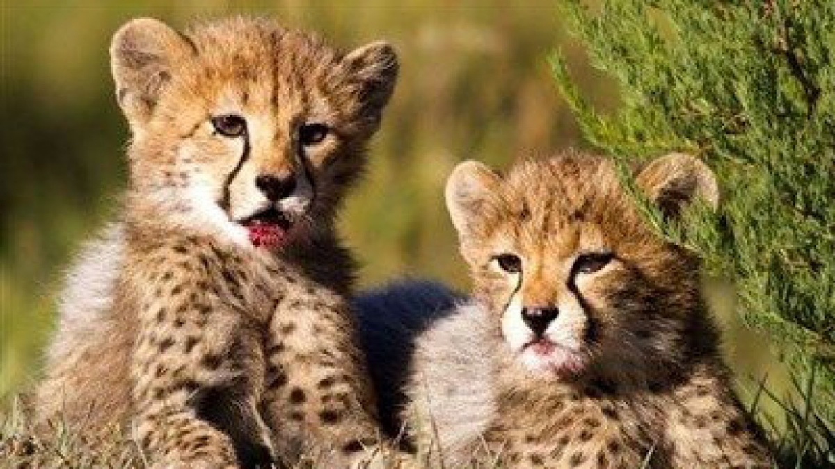 ویدئویی از بازی‌گوشی‌های توله‌یوزپلنگ‌های آسیایی در زادگاهشان که نشان از حالِ خوبشان دارد را مشاهده می‌کنید.