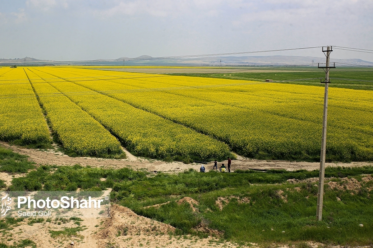 مدیر جهاد کشاورزی شهرستان مشهد گفت: در حال حاضر ۷۰۰ هکتار از اراضی زراعی مشهد زیر کشت کُلزا قرار داشته و این سطح زیر کشت ۱۷۰ هکتار نسبت به سال قبل افزایش یافته است.