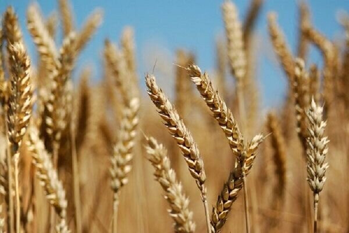 مذاکرات برای تعیین قیمت واقعی گندم و تامین رضایت گندمکاران ادامه دارد.
